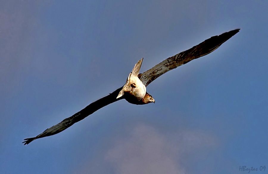 Short-toed Snake Eagle