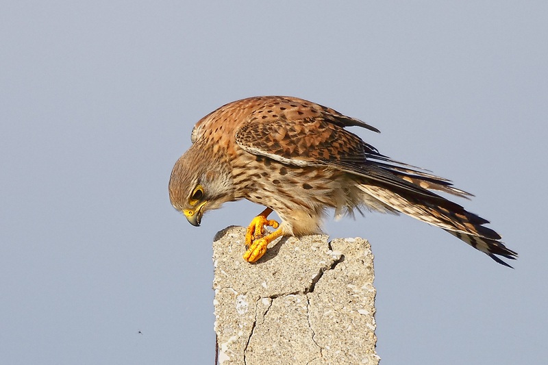 Common Kestrel