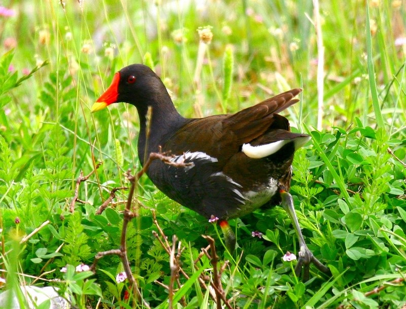 Common Moorhen