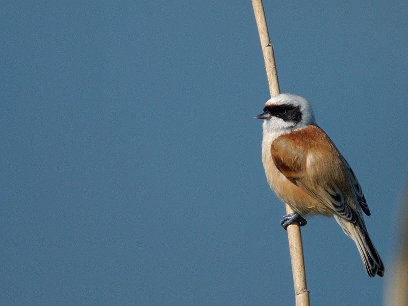 Eurasian Penduline Tit
