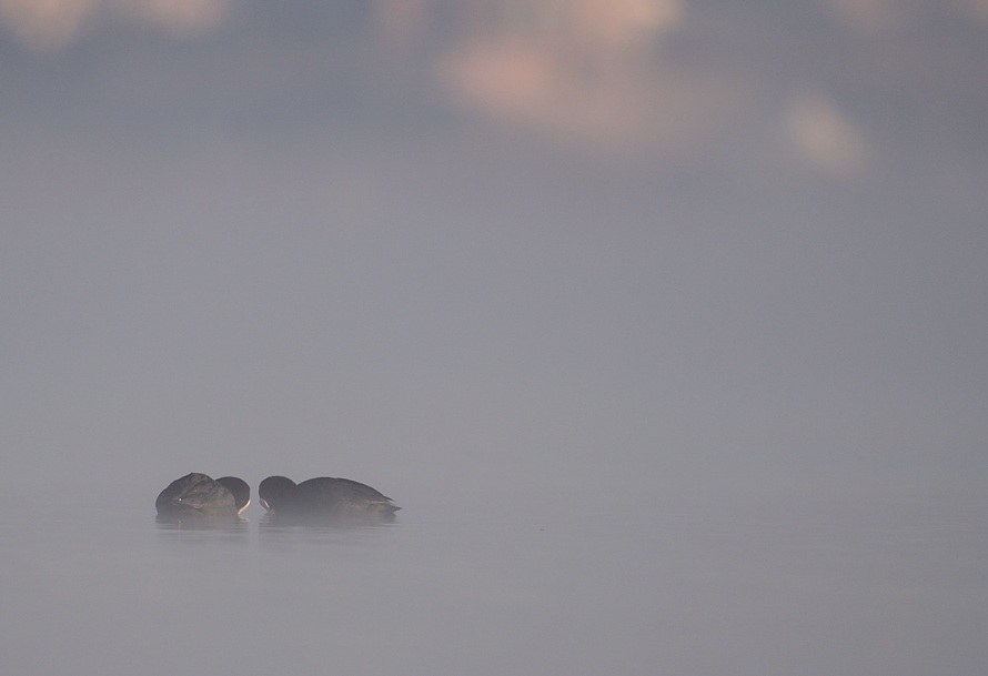 Eurasian Coot