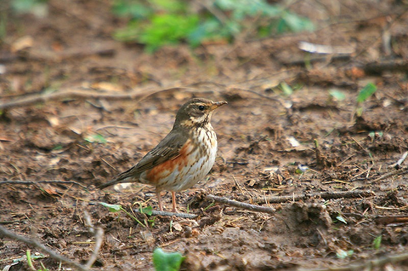 Redwing