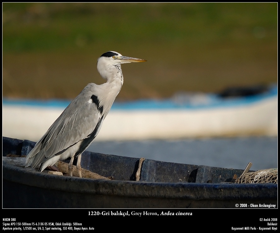 Grey Heron