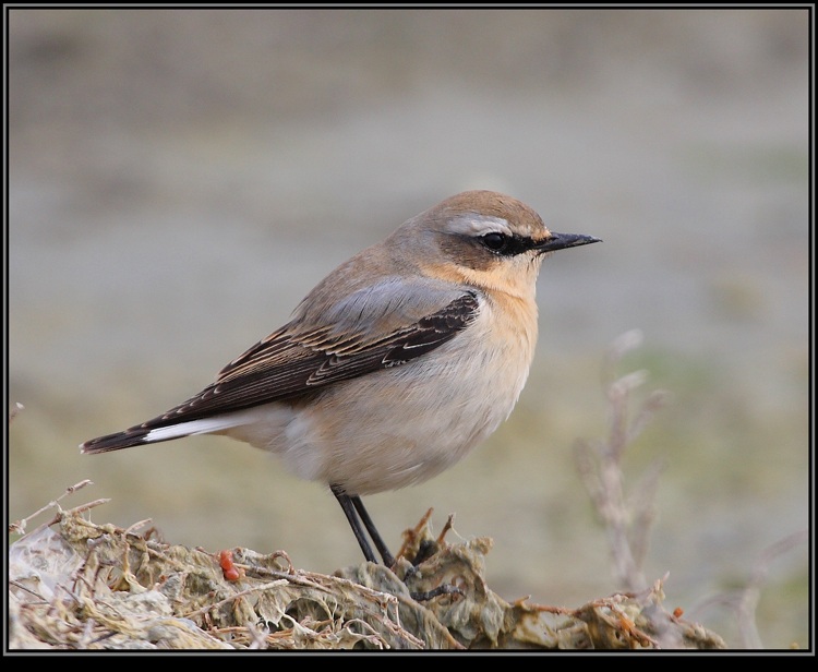 Northern Wheatear