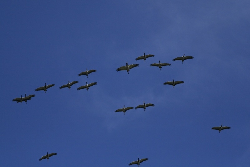 Demoiselle Crane