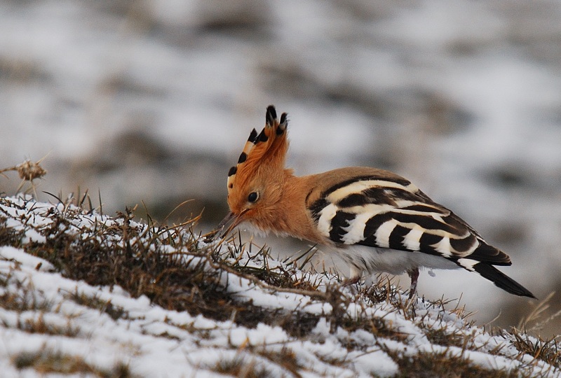 Common Hoopoe