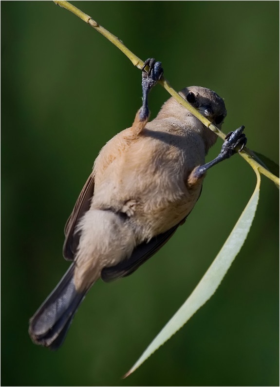 Eurasian Penduline Tit