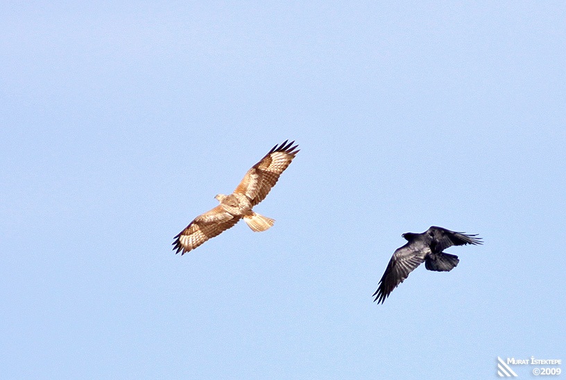 Long-legged Buzzard