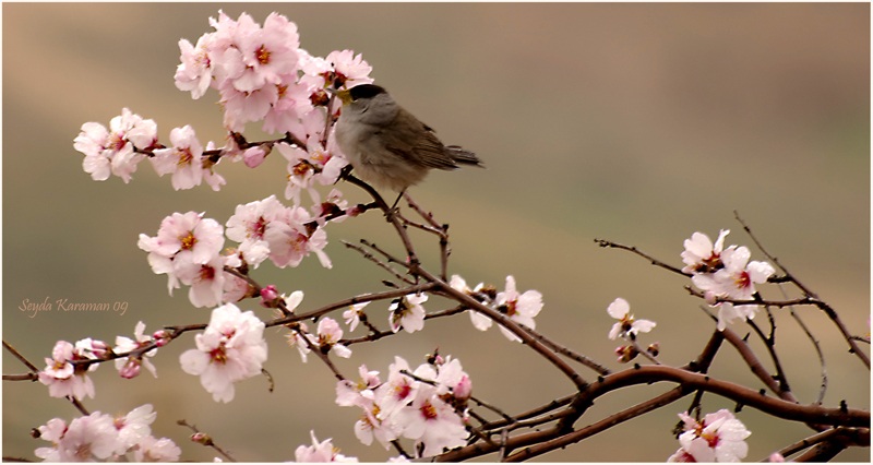 Eurasian Blackcap