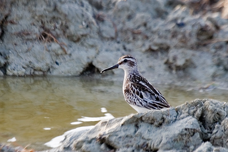Broad-billed Sandpiper