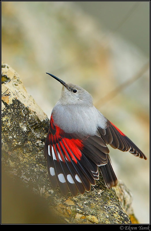 Wallcreeper