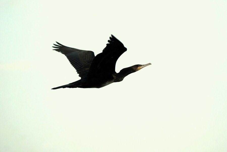 Great Cormorant