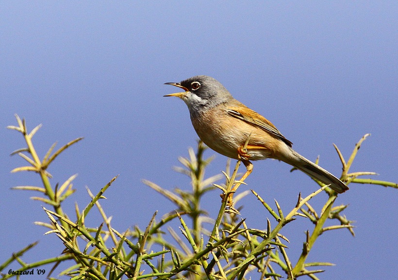 Spectacled Warbler