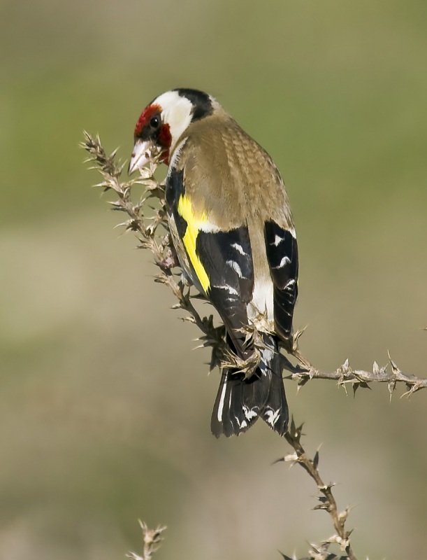 European Goldfinch