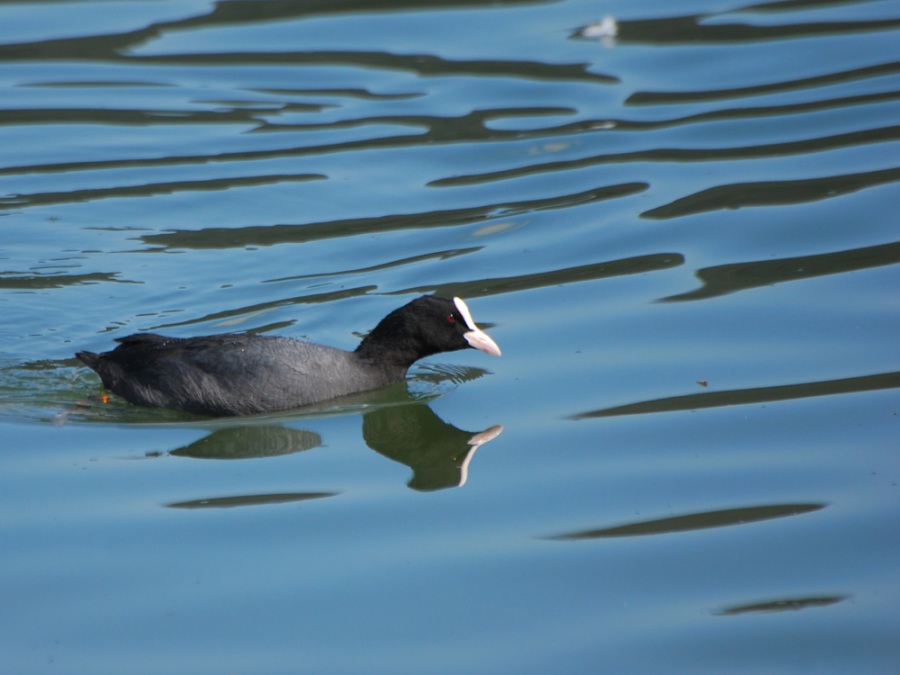Eurasian Coot