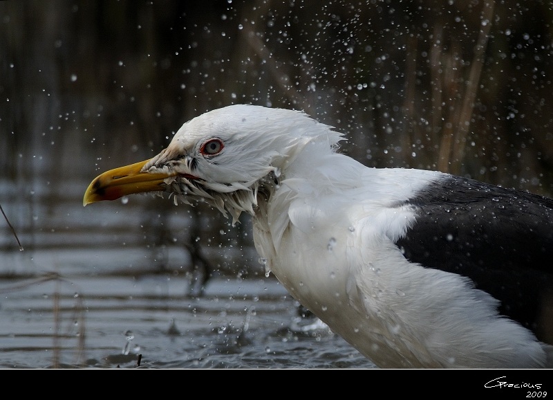 Lesser Black-backed Gull