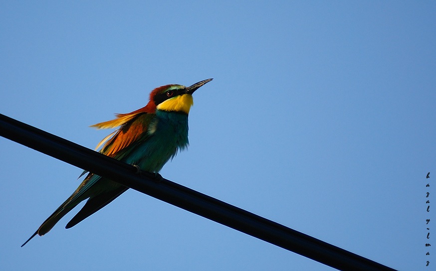 European Bee-eater