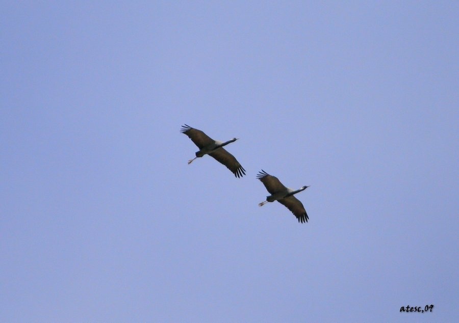 Demoiselle Crane