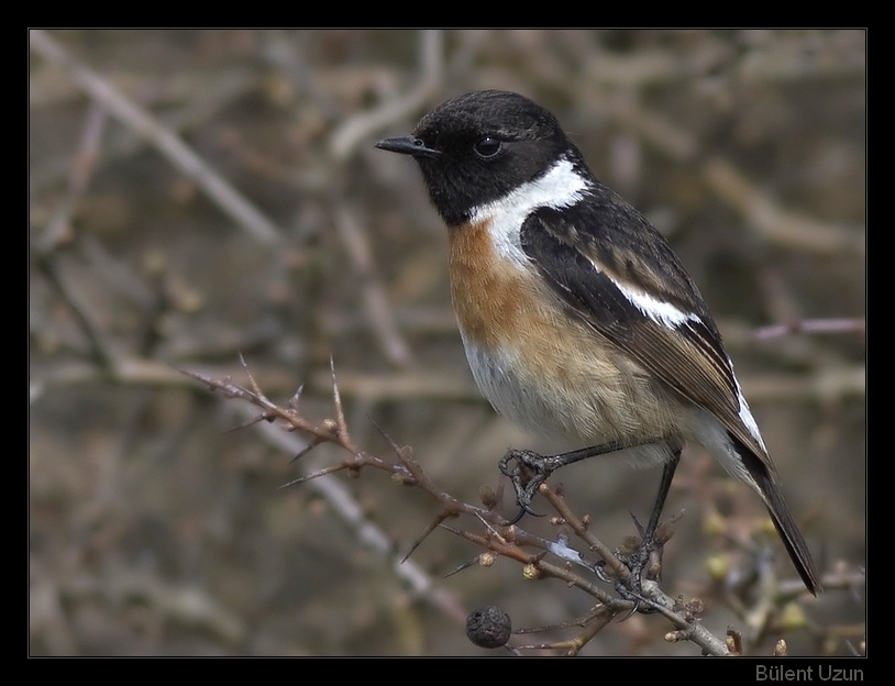 European Stonechat