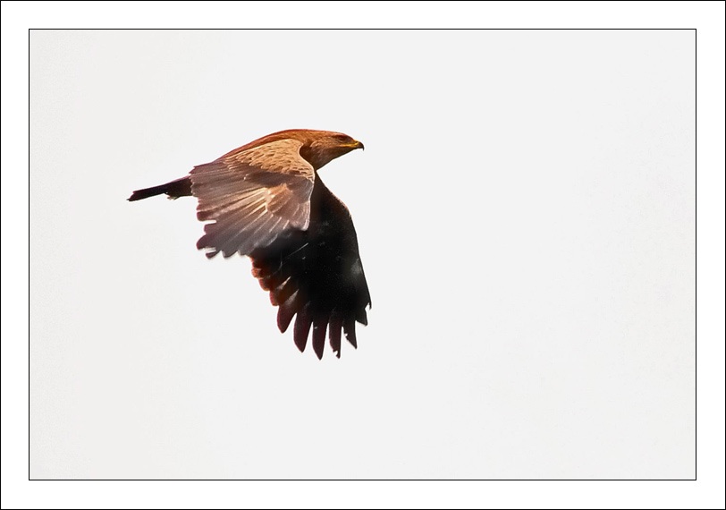 Lesser Spotted Eagle