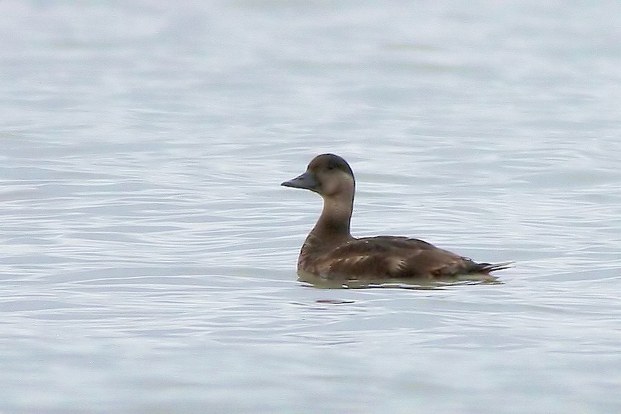 Common Scoter