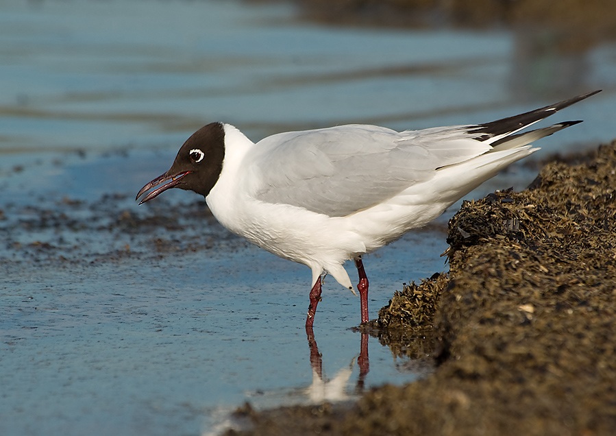 Black-headed Gull