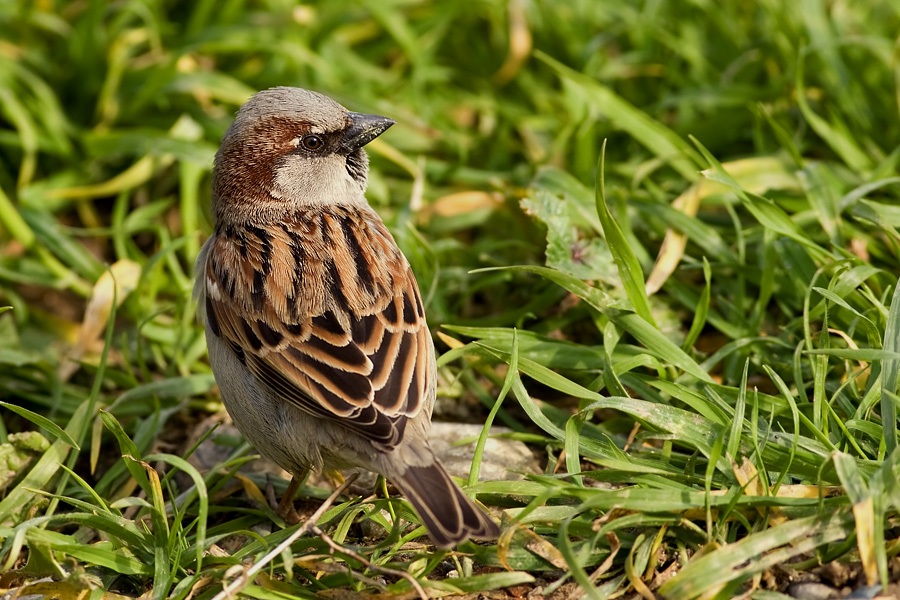 House Sparrow