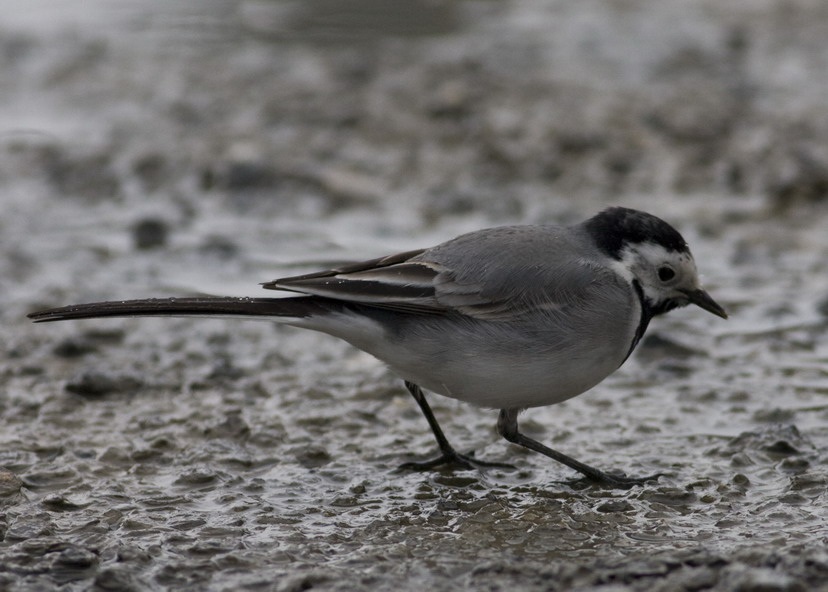 White Wagtail