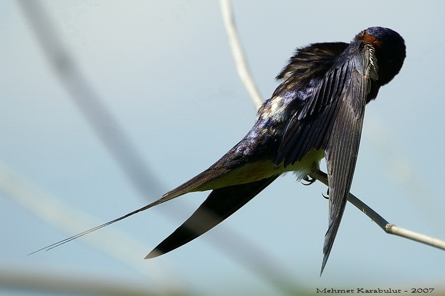Barn Swallow