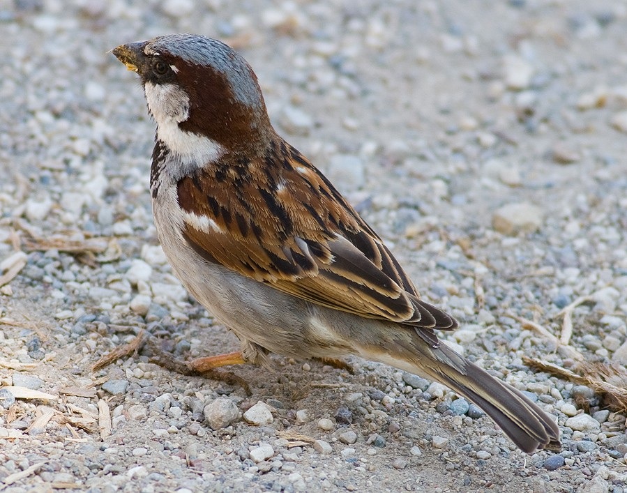 House Sparrow