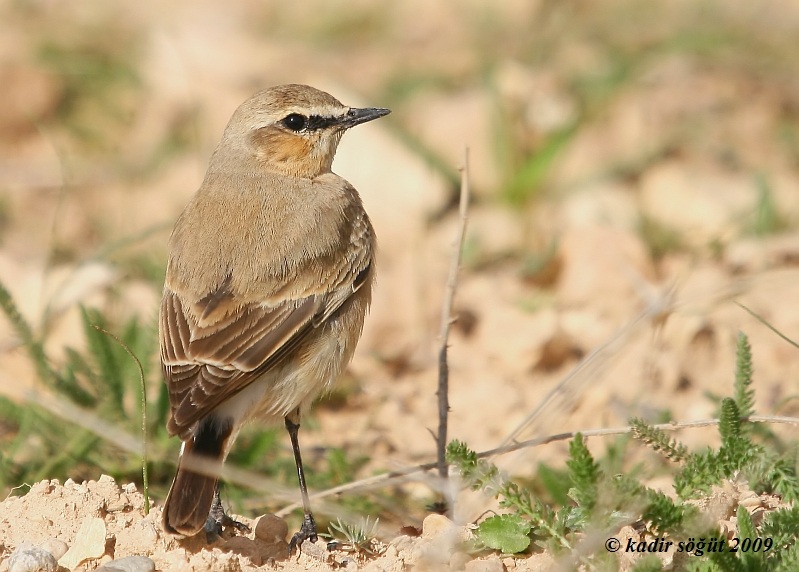 Northern Wheatear