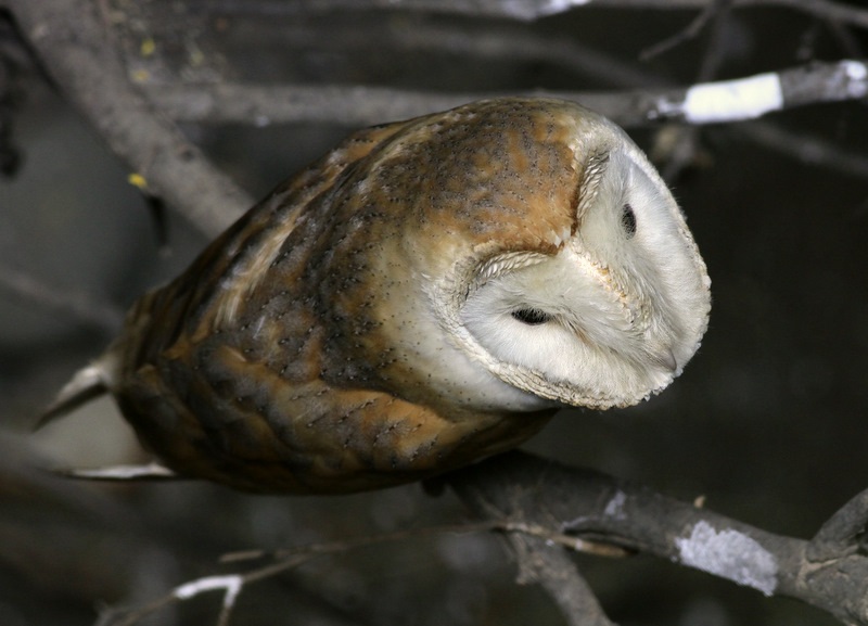 Western Barn Owl
