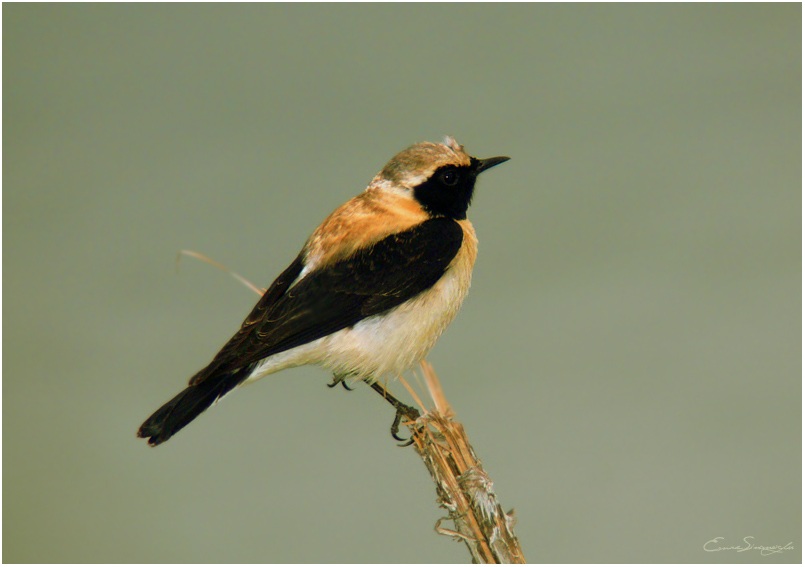 Black-eared Wheatear