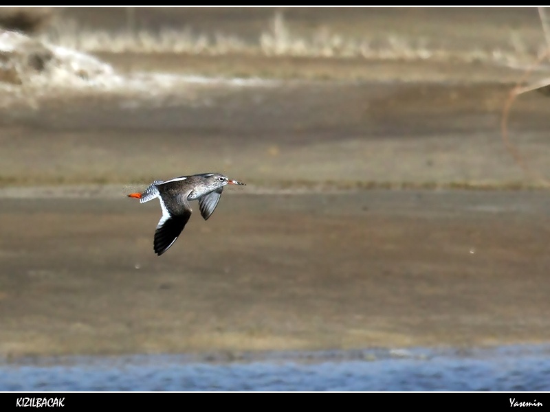 Common Redshank