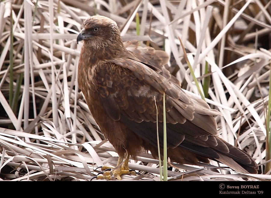 Western Marsh Harrier