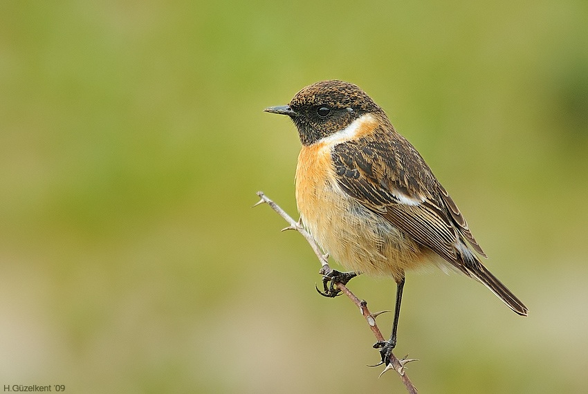 European Stonechat
