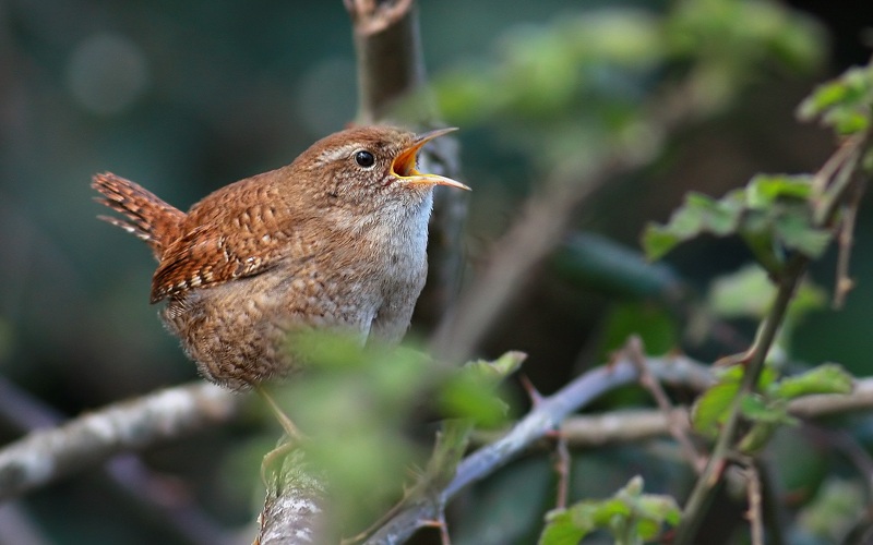 Eurasian Wren