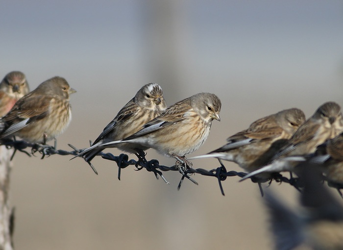 Common Linnet