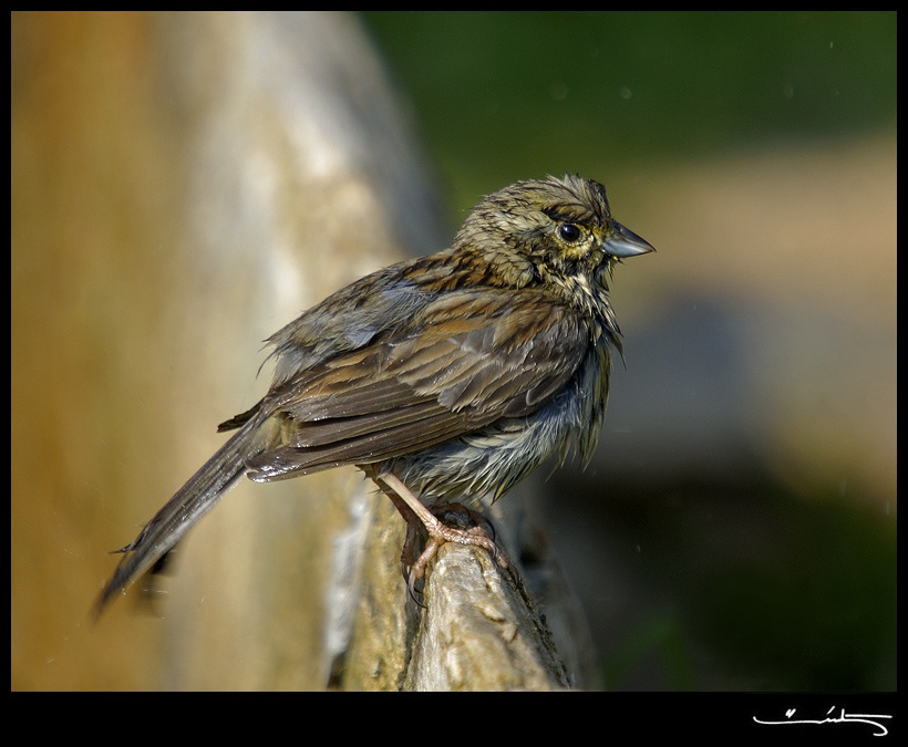 Cirl Bunting