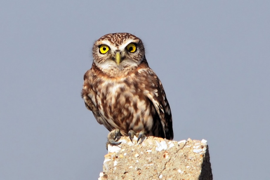 Little Owl