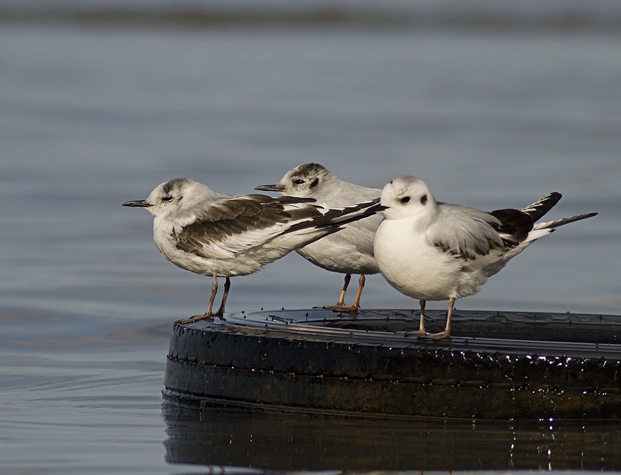 Little Gull