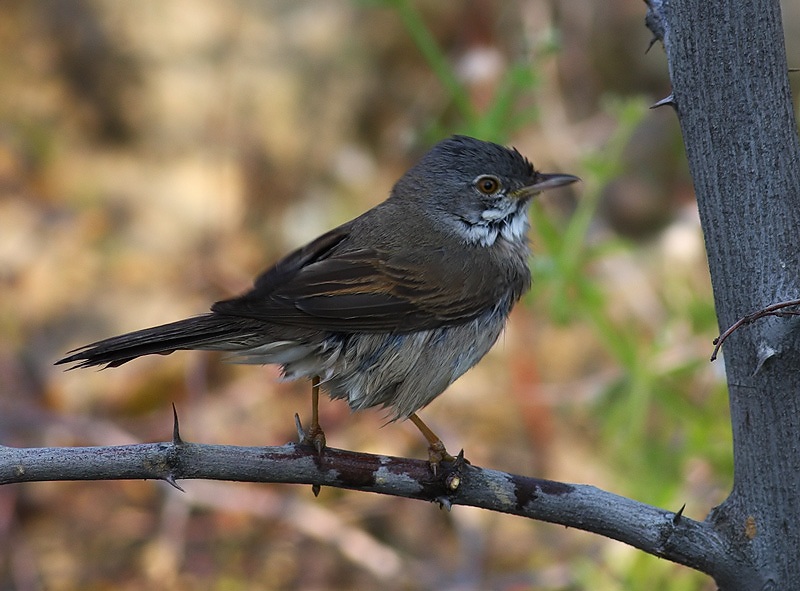Common Whitethroat