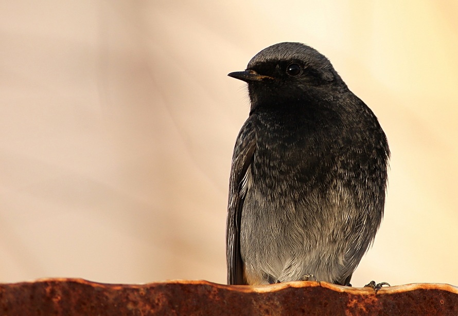 Black Redstart