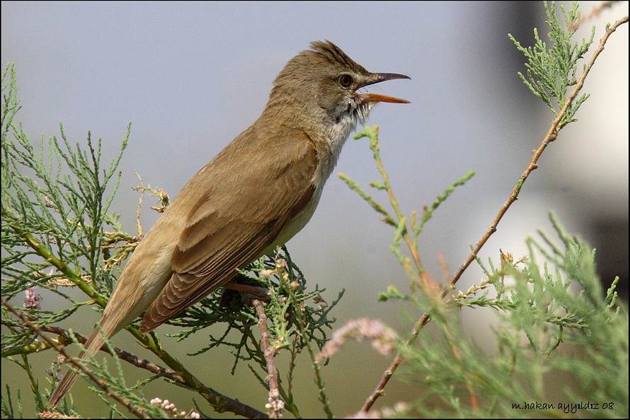 Great Reed Warbler