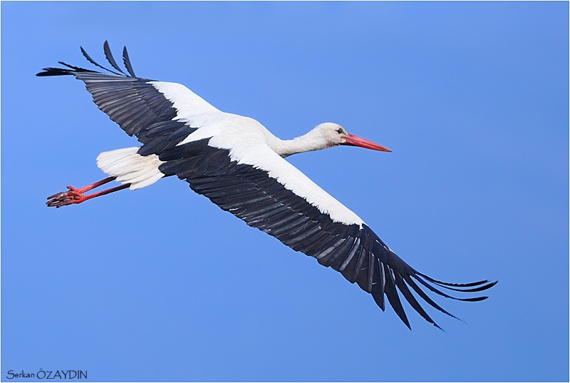 White Stork