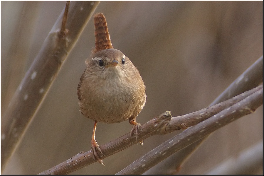 Eurasian Wren