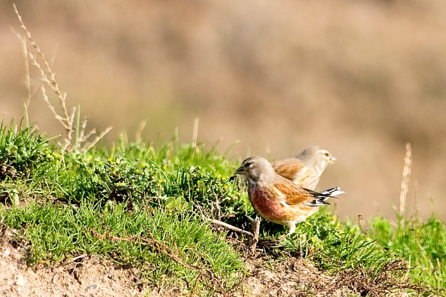 Common Linnet