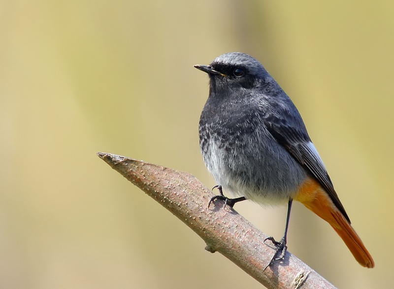 Black Redstart