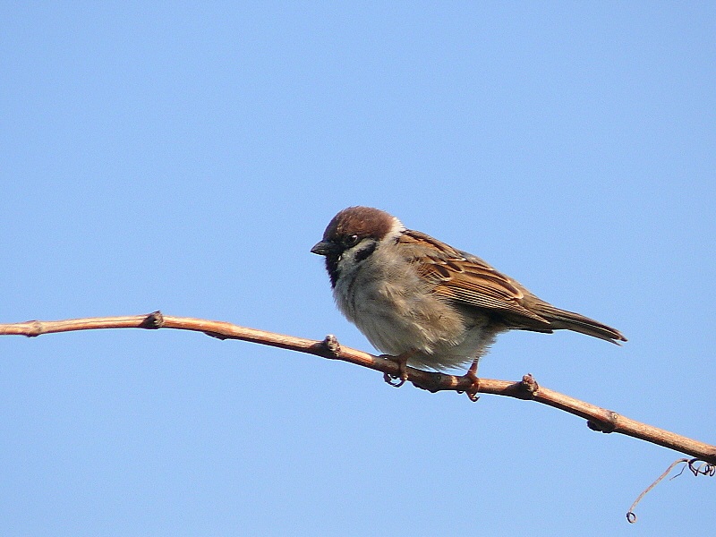 Eurasian Tree Sparrow