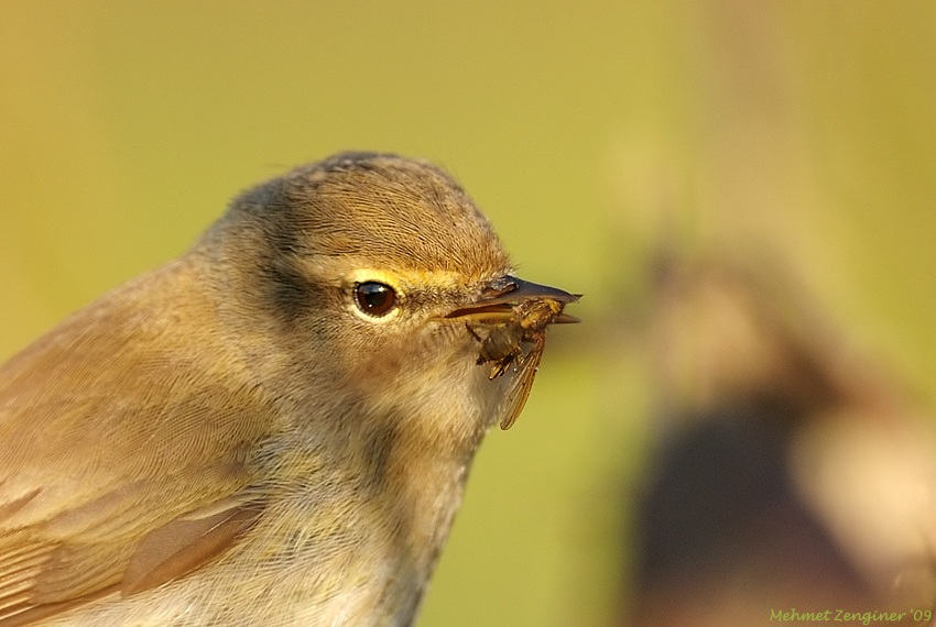 Common Chiffchaff